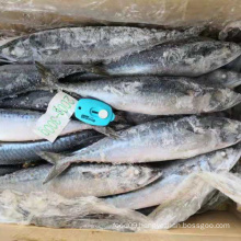 2019 Horse mackerel China, high quality landfrozen horse mackerel